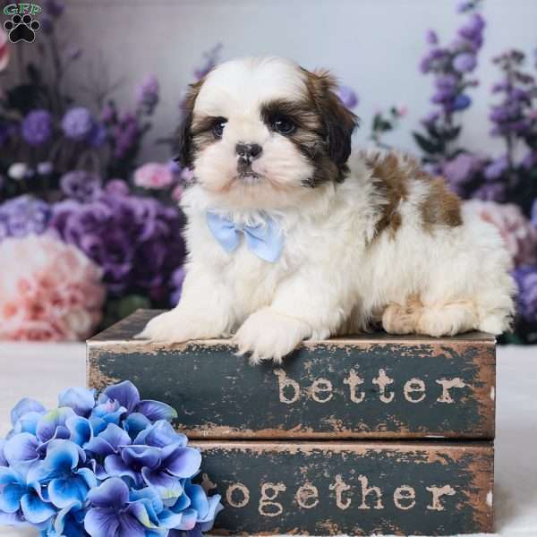 Rally, Shih Tzu Puppy